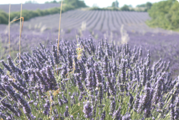 campo de Lavanda